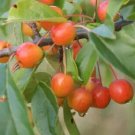 25 Seeds Professor Sprenger Crabapple Seeds Garden Planting Fresh For Garden