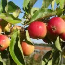 25 Seeds Jelly King Crabapple Seeds For Garden Planting Fresh For Garden
