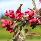 25 Seeds Crimson Cascade Crabapple Seeds For Garden Planting Fresh For Garden