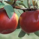 25 Seeds Snow Sweet Apple Seeds For Garden Planting Fresh For Garden 25 Seeds Snow Sweet Apple Seeds For Garden Planting Fresh For Garden