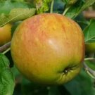25 Seeds Sir Isaac Newtons Tree Apple Seeds Garden Planting Fresh For Garden 25 Seeds Sir Isaac Newtons Tree Apple Seeds Garden Planting Fresh For Garden