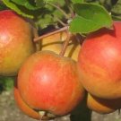 25 Seeds Rubinette Apple Seeds For Garden Planting Fresh For Garden
