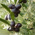 10 Seeds Leccino Olive Seeds For Garden Planting Fresh For Garden
