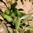 10 Seeds Calabria Green Gold Olive Seeds For Garden Planting Fresh For Garden