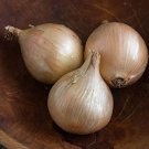 500 Seeds Ailsa Craig Onion Seeds For Garden Planting Fresh For Garden