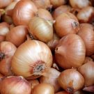 500 Seeds Spanish Onion Seeds For Garden Planting Fresh For Garden