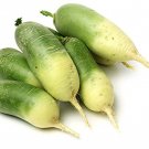 500 Seeds Green Luobo Improved Radish Seeds Garden Planting Fresh For Garden