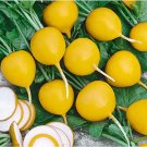 500 Seeds Golden Helios Radish Seeds For Garden Planting Fresh For Garden