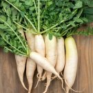500 Seeds White Icicle Radish Seeds For Garden Planting Fresh For Garden