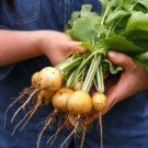 500 Seeds Zlata Radish Seeds For Garden Planting Fresh For Garden
