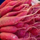 500 Seeds Red King Radish Seeds For Garden Planting Fresh For Garden