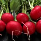 500 Seeds Perfecto Radish Seeds For Garden Planting Fresh For Garden