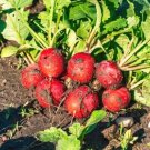 500 Seeds Giant Of Sicily Radish Seeds For Garden Planting Fresh For Garden