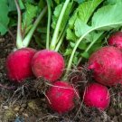 500 Seeds Early Scarlet Globe Radish Seeds For Garden Planting Fresh For Garden