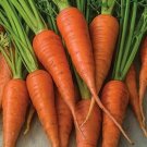 1000 Seeds Short N Sweet Carrot Seeds For Garden Planting Fresh For Garden