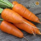 1000 Seeds Chantenay Carrot Seeds For Garden Planting Fresh For Garden
