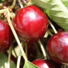 10 Seeds Summer Sun Cherry Seeds For Garden Planting Fresh For Garden 10 Seeds Summer Sun Cherry Seeds For Garden Planting Fresh For Garden