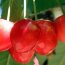 10 Seeds Merton Glory Cherry Seeds For Garden Planting Fresh For Garden