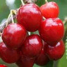 10 Seeds Colney Cherry Seeds For Garden Planting Fresh For Garden