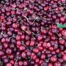 10 Seeds Tulare Cherry Seeds For Garden Planting Fresh For Garden