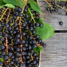 10 Seeds Black Cherry Seeds For Garden Planting Fresh For Garden