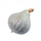 25 Seeds Baby Blue Hubbard Squash Seeds For Garden Planting Fresh For Garden 25 Seeds Baby Blue Hubbard Squash Seeds For Garden Planting Fresh For Garden