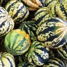 25 Seeds Carnival Squash Seeds For Garden Planting Fresh For Garden