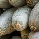25 Seeds Guatemalan Blue Squash Seeds For Garden Planting Fresh For Garden