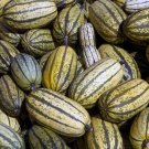 25 Seeds Delicata Squash Seeds For Garden Planting Fresh For Garden