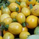 25 Seeds Yellow Globe Squash Seeds For Garden Planting Fresh For Garden