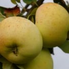 25 Seeds Reverend W Wilks Apple Seeds For Garden Planting Fresh For Garden