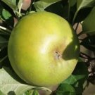 25 Seeds Reinette Clochard Apple Seeds For Garden Planting Fresh For Garden