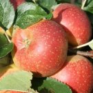 25 Seeds Orleans Reinette Apple Seeds For Garden Planting Fresh For Garden