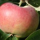 25 Seeds Ontario Apple Seeds For Garden Planting Fresh For Garden