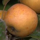 25 Seeds Norfolk Royal Rset Apple Seeds For Garden Planting Fresh For Garden
