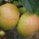 25 Seeds Mcadet De Dieppe Apple Seeds For Garden Planting Fresh For Garden