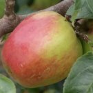 25 Seeds Mother Apple Seeds For Garden Planting Fresh For Garden