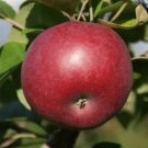 25 Seeds Mcintosh Apple Seeds For Garden Planting Fresh For Garden