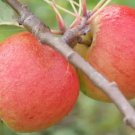25 Seeds Lord Lambourne Apple Seeds For Garden Planting Fresh For Garden