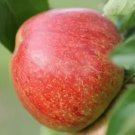 25 Seeds Lord Hindlip Apple Seeds For Garden Planting Fresh For Garden