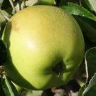 25 Seeds Lord Derby Apple Seeds For Garden Planting Fresh For Garden