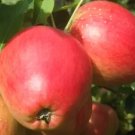 25 Seeds Little Pax Apple Seeds For Garden Planting Fresh For Garden