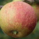 25 Seeds Laxtons Superb Apple Seeds For Garden Planting Fresh For Garden