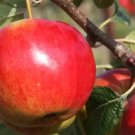 25 Seeds Laxtons Fortune Apple Seeds For Garden Planting Fresh For Garden