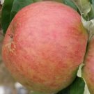 25 Seeds King Of Tompkins County Apple Seeds Planting Fruit Fresh For Garden