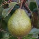 25 Seeds Winter Nelis Pear Seeds For Garden Planting Fresh For Garden