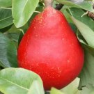 25 Seeds Red Clapps Favorite Pear Seeds For Garden Planting Fresh For Garden