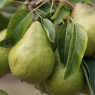 25 Seeds Packhams Triumph Pear Seeds For Garden Planting Fresh For Garden