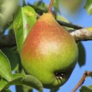 25 Seeds Legipont Pear Seeds For Garden Planting Fresh For Garden