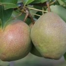 25 Seeds Kieffer Pear Seeds For Garden Planting Fresh For Garden